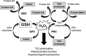 GSH and Reducing Free Radicals - 300x196