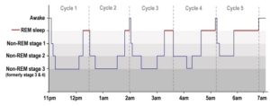 REM Sleep Cycles